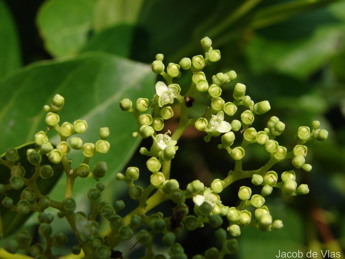 Premna serratifolia L.